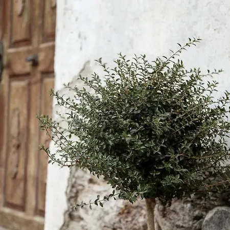 Buxgarten Апартаменты Эц